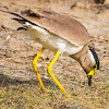 Yellow-wattled Lapwing