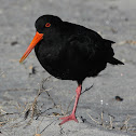 Variable Oystercatcher