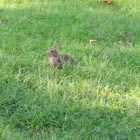 Eastern Cottontail