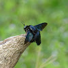 Tropical Carpenter Bee