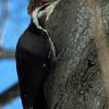 Pileated woodpecker