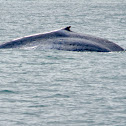 Blue Whale