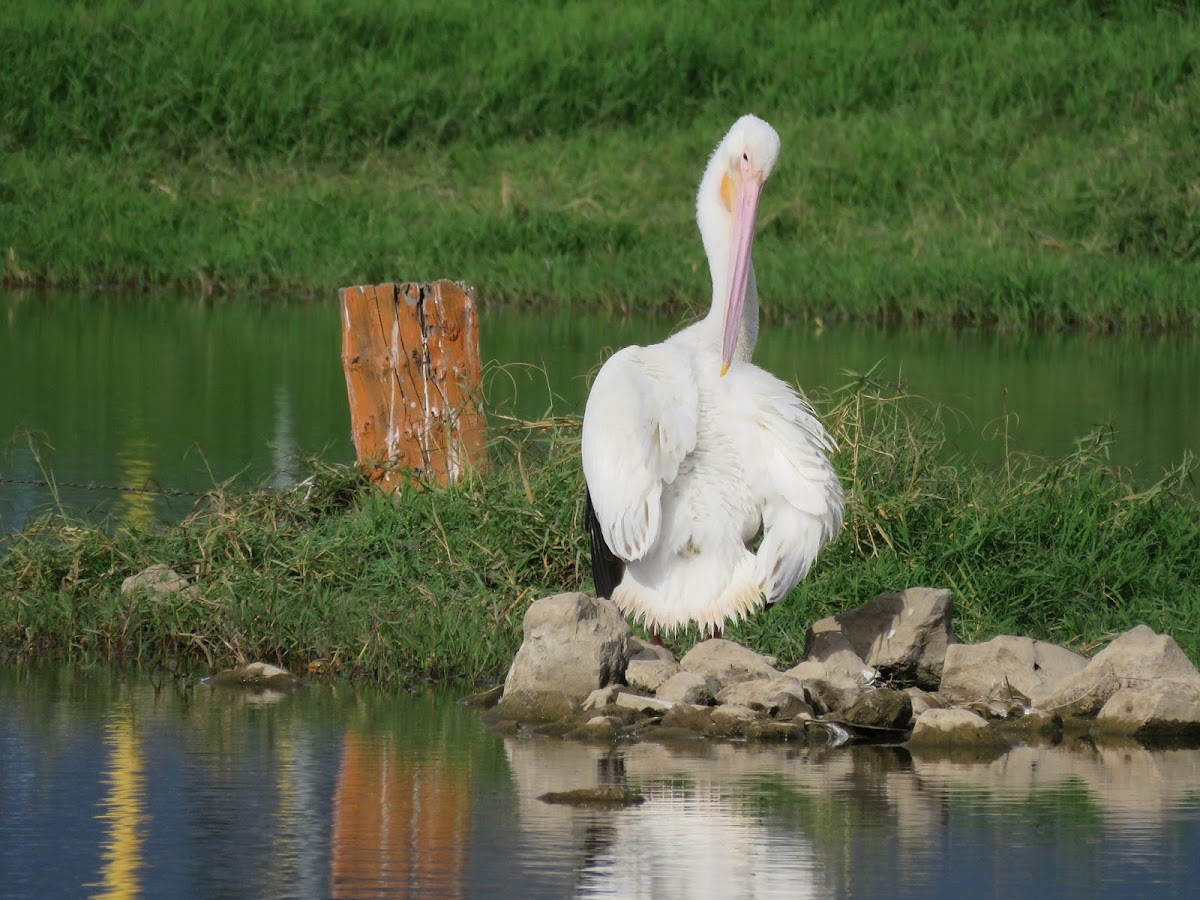 American white pelican