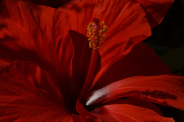 il cuore di un fiore di giuseppe1974