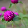 Globe amaranth