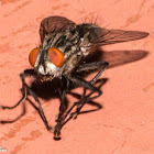 Flesh Fly