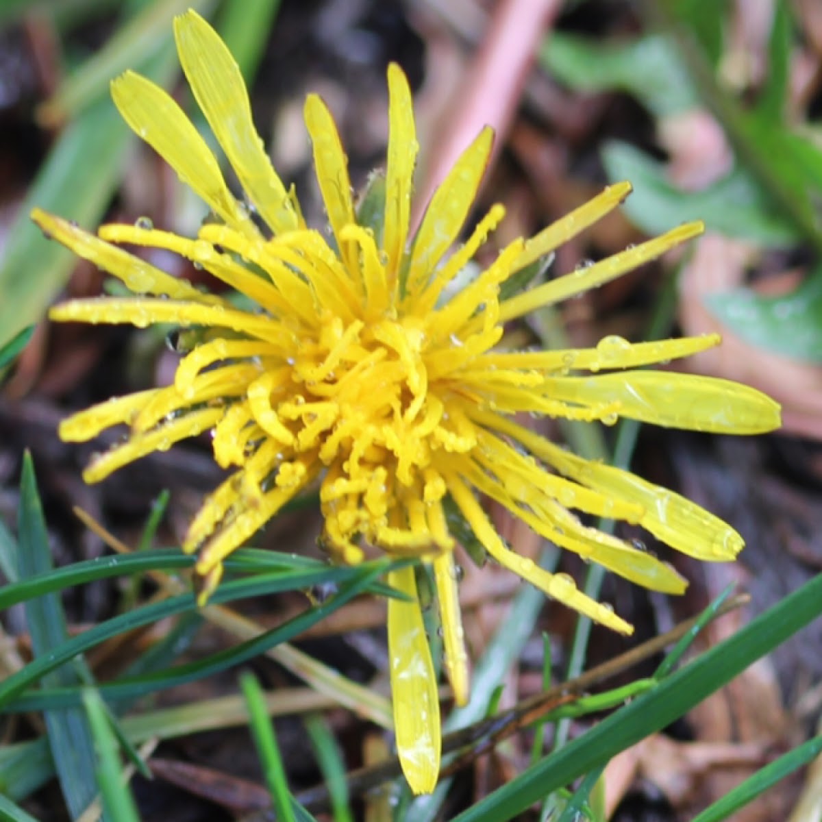 Dandelion