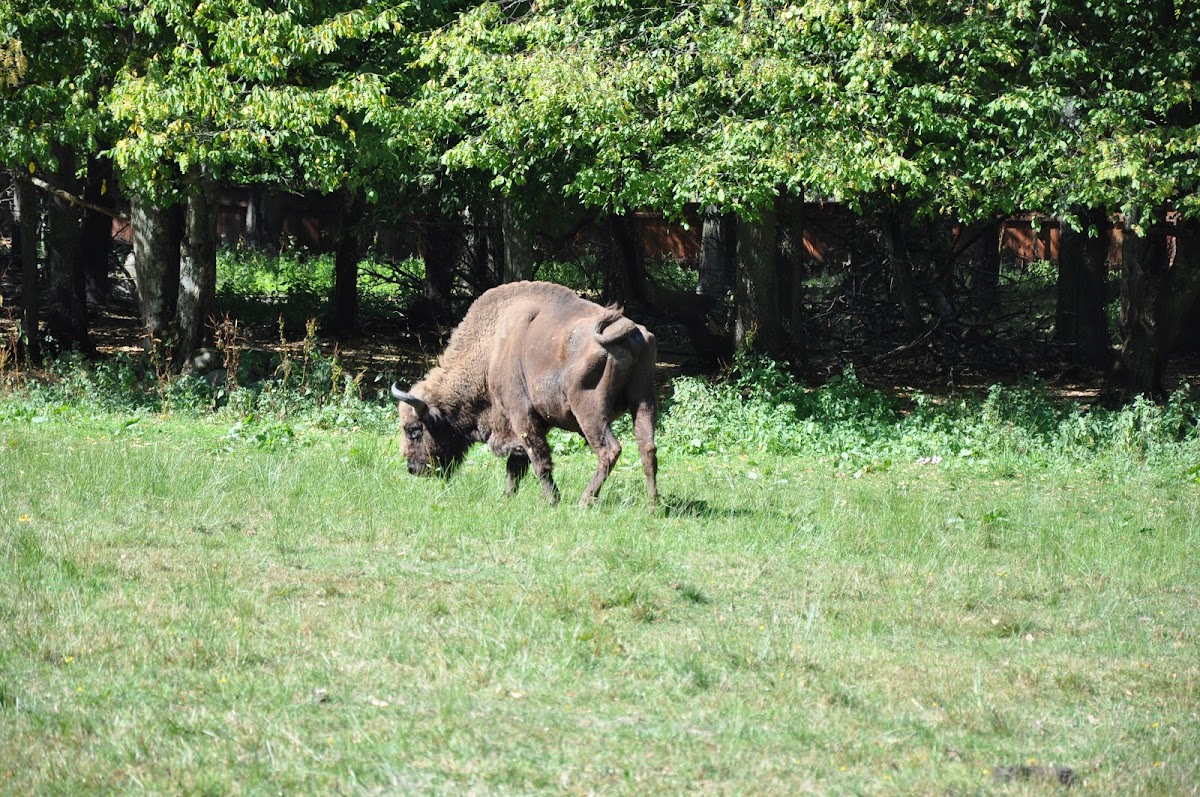 European bison