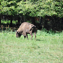 European bison