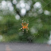 Marbled Orb Weaver