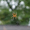 Marbled Orb Weaver