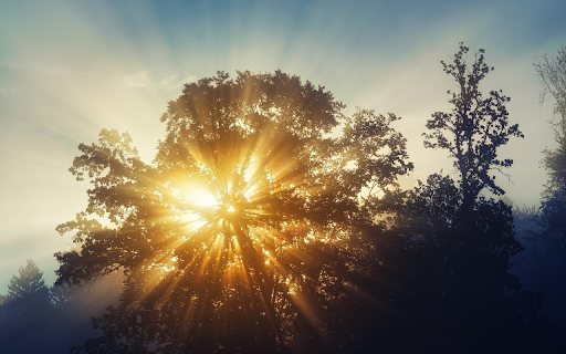 Sunlight through leaves