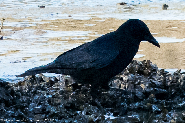 Carrion Crow