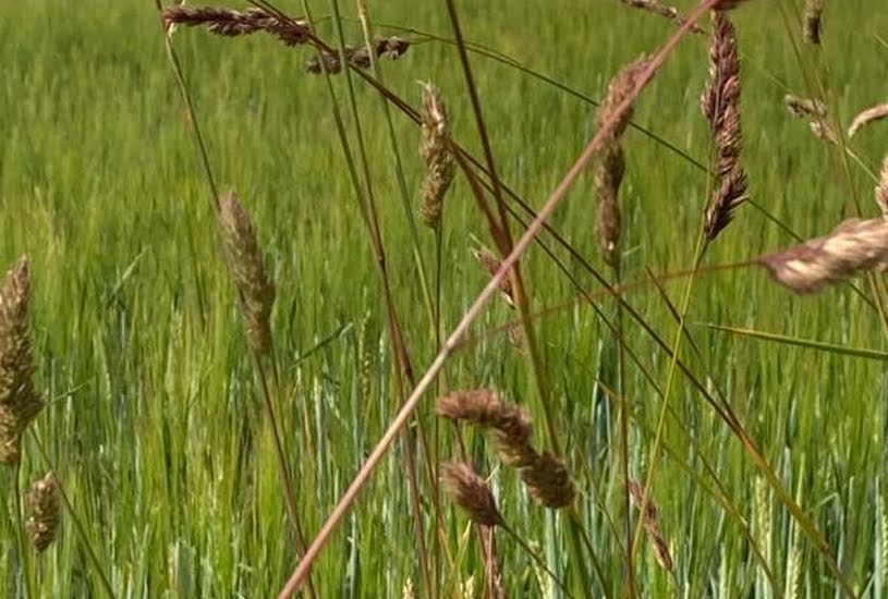  Vente Terrain à bâtir - à Avançon (08300) 