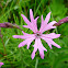 Ragged-Robin