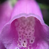 Foxglove (Digitalis)