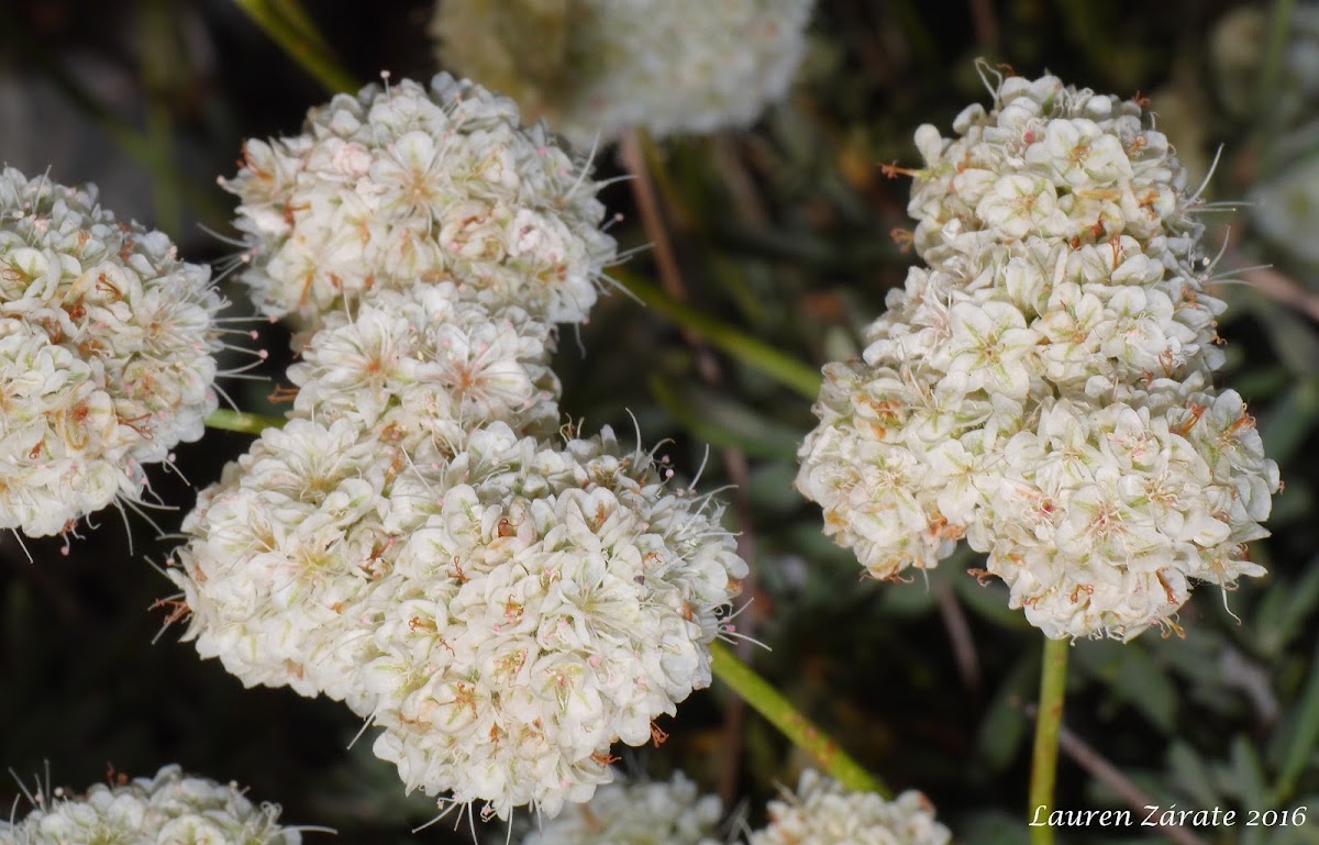 California Buckwheat