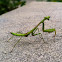 Praying Mantis