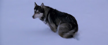 The dog in the opening scene of the movie 'The Thing'