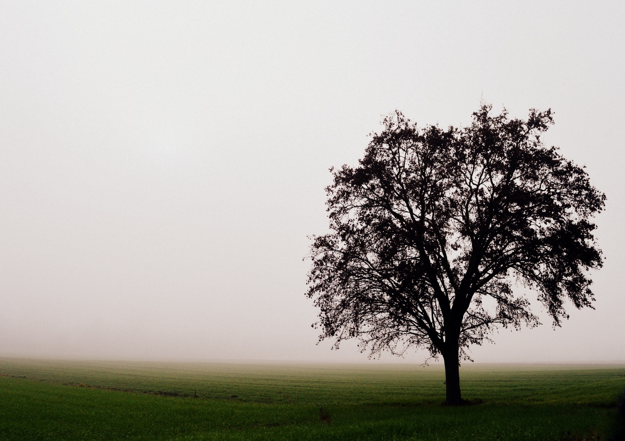 Albero solitario di ilgirasolesissi