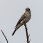 Spotted Flycatcher