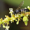 Sand Wasp