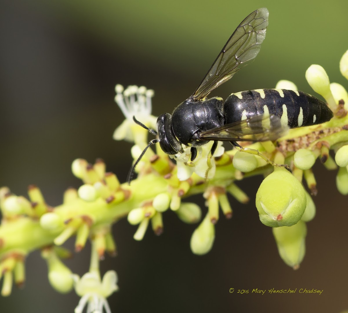 Sand Wasp