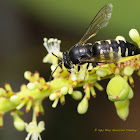 Sand Wasp