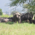 Cape Buffalo