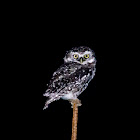 spotted owlet