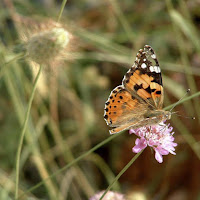 Golosa di nettare... di 