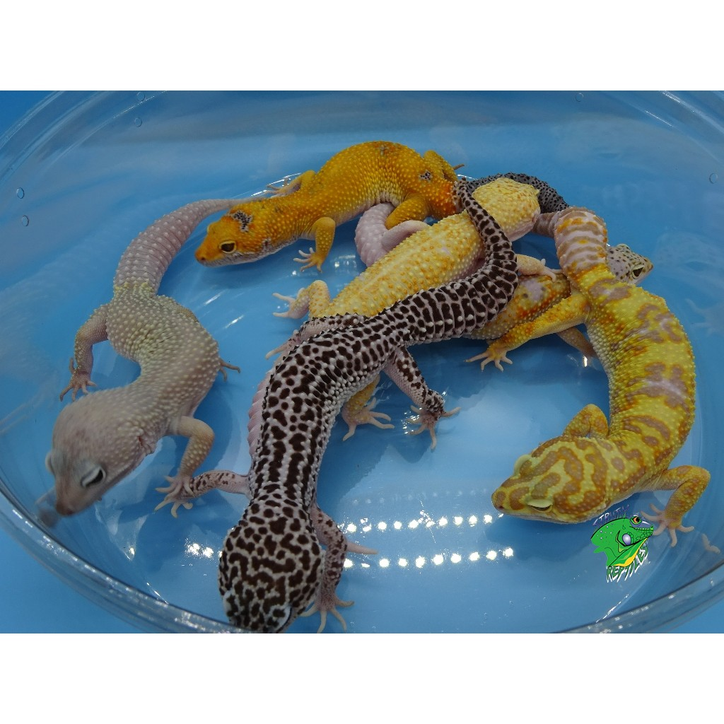 Leopard gecko Morphs