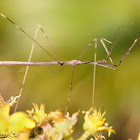 Thread-legged Bug