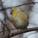 American Goldfinch