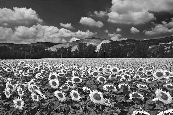 Un Mare di Girasoli di giuseppedangelo