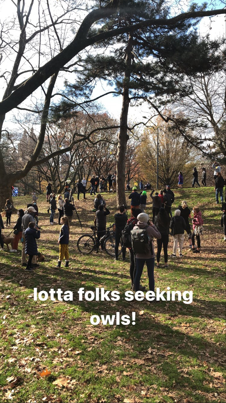 Birdwatching Adventures in Central Park