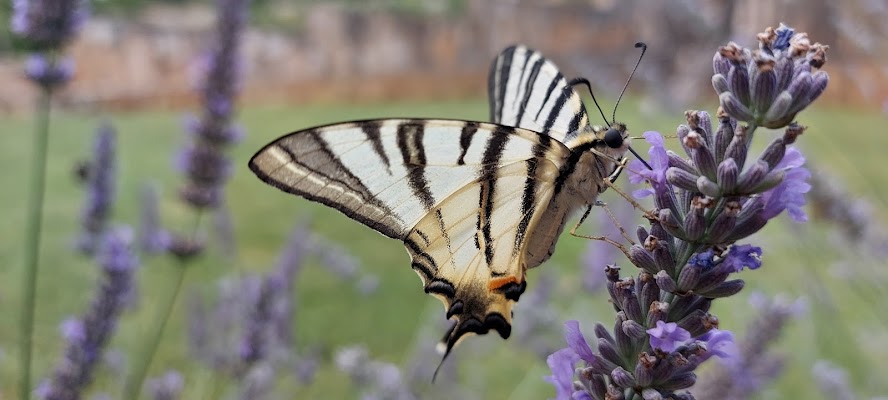 Papillon. di terazuc