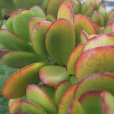 California Red Tip Jade plant