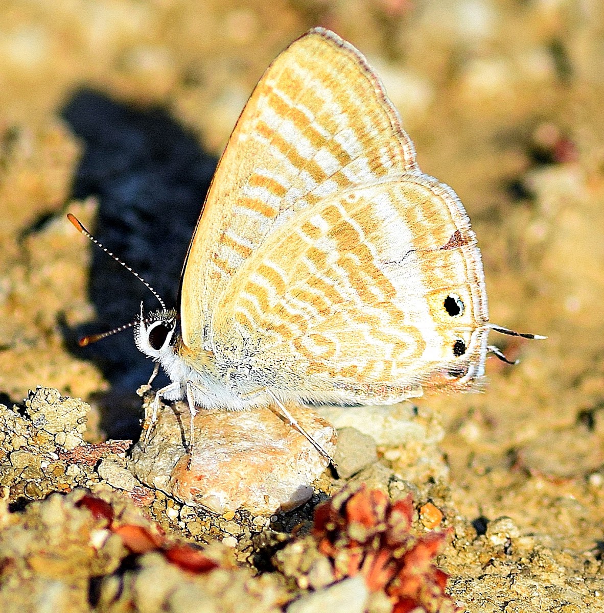 Long-tailed Blue