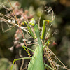 Bordered Mantis