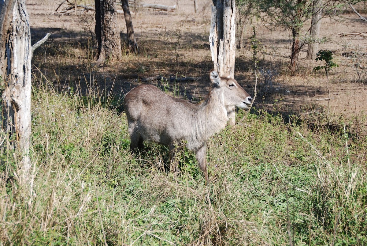 Waterbuck