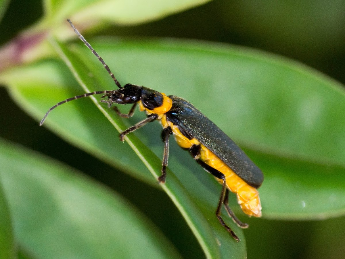 Plague Soldier Beetle