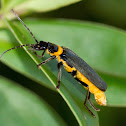 Plague Soldier Beetle