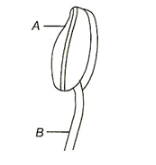 The Stamen (Microsporophyll)