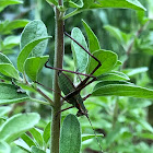 Katydid nymph