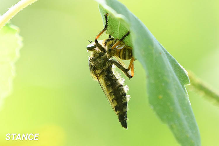 フィットのNikon D850・NIKKOR 70-200mm f/2.8・ひまわり畑・なんちゃってマクロ・夏だねぇに関するカスタム事例の投稿画像18枚目