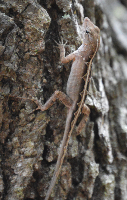 Brown anole