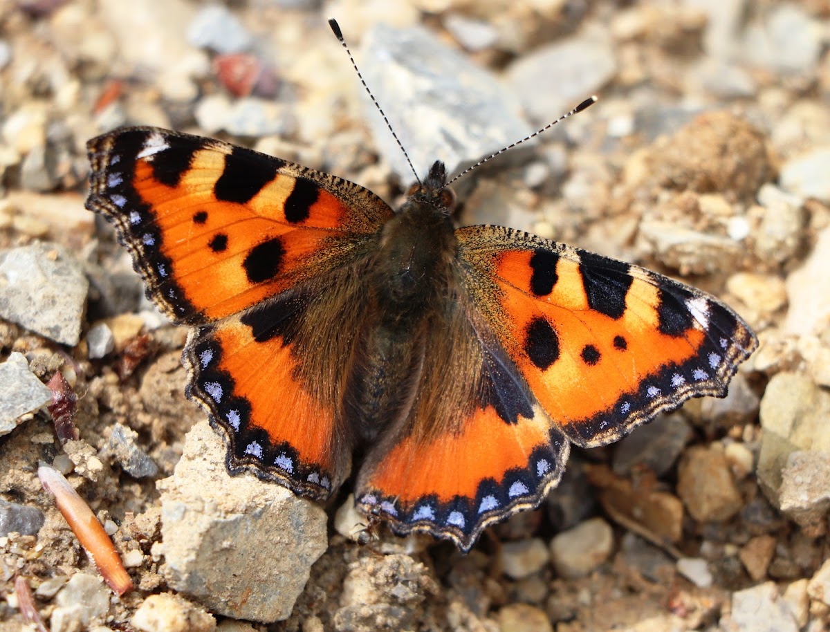 The small tortoiseshell