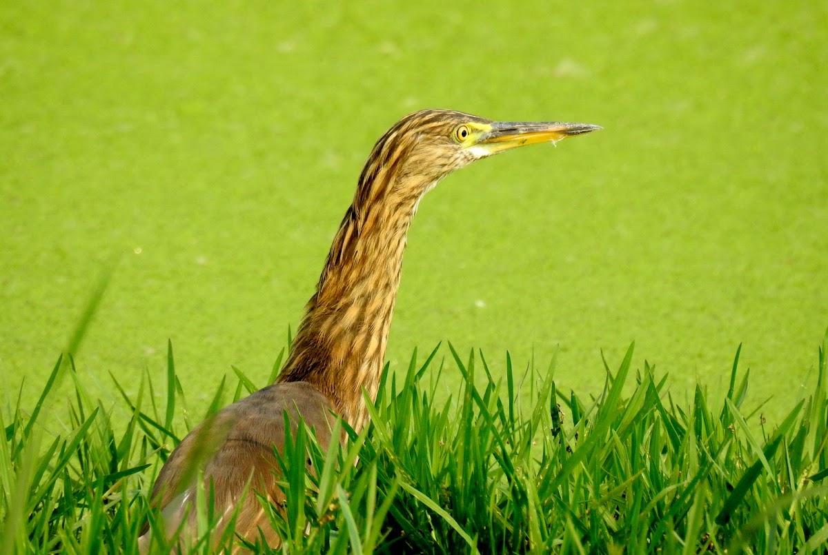 Indian pond heron