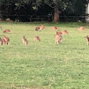 Wallabies